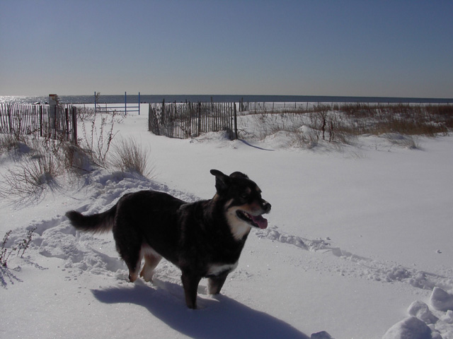 Snow in Cape May, NJ